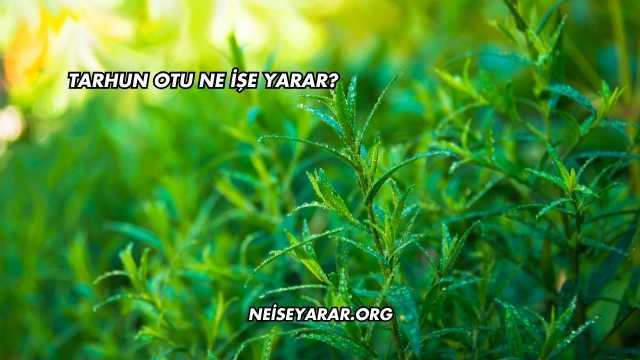 Tarhun Otu Ne İşe Yarar?
