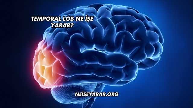 Temporal Lob Ne İşe Yarar?