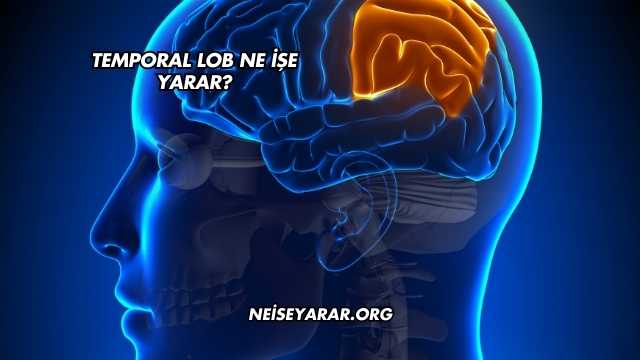 Temporal Lob Ne İşe Yarar?