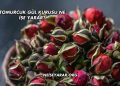 Tomurcuk Gül Kurusu Ne İşe Yarar?