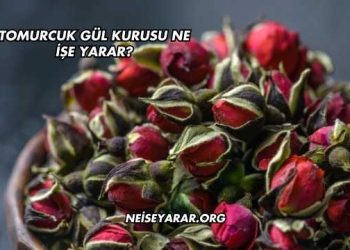 Tomurcuk Gül Kurusu Ne İşe Yarar?