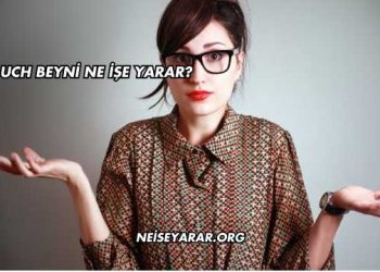 Uch Beyni Ne İşe Yarar?