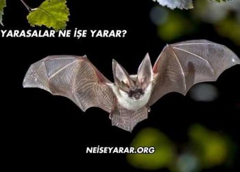 Yarasalar Ne İşe Yarar?