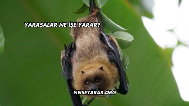 Yarasalar Ne İşe Yarar?