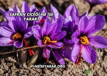 Safran Çiçeği Ne İşe Yarar?