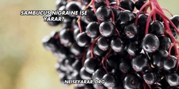 Sambucus Nigra Ne İşe Yarar?