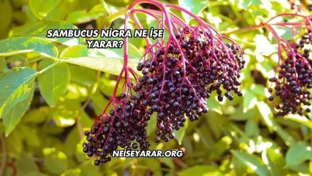 Sambucus Nigra Ne İşe Yarar?