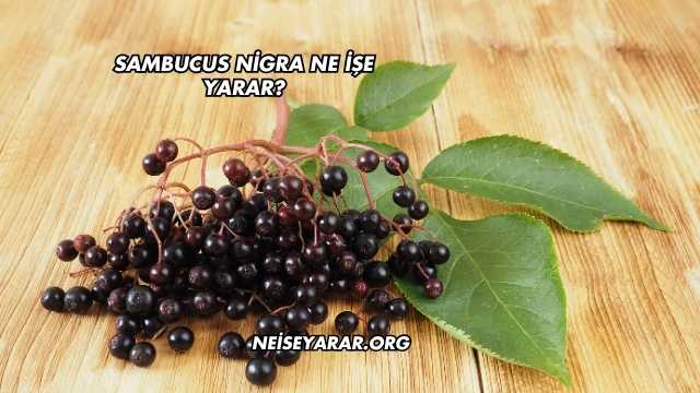 Sambucus Nigra Ne İşe Yarar?