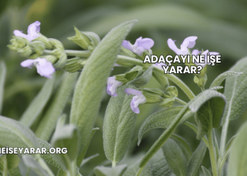 Adaçayı Ne İşe Yarar?