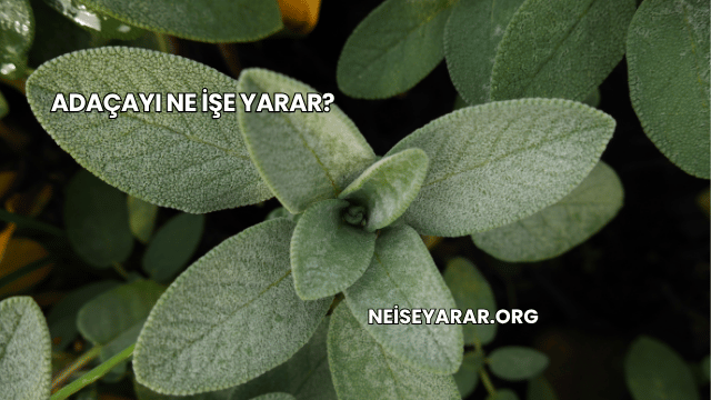 Adaçayı Ne İşe Yarar?