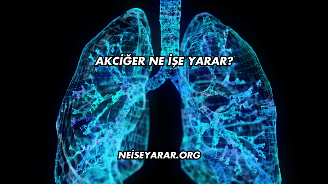 Akciğer Ne İşe Yarar?