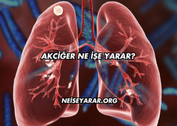 Akciğer Ne İşe Yarar?