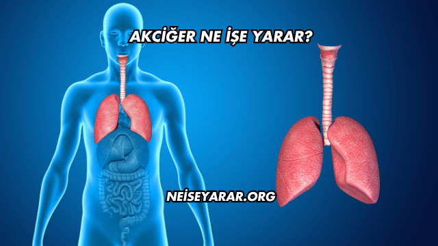Akciğer Ne İşe Yarar?