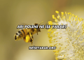 Arı Poleni Ne İşe Yarar?