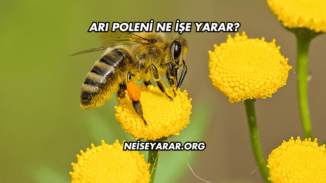 Arı Poleni Ne İşe Yarar?