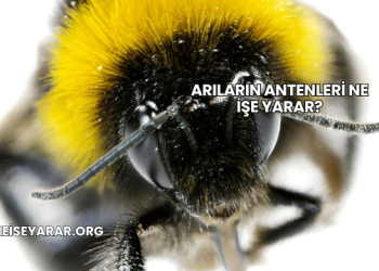 Arıların Antenleri Ne İşe Yarar?