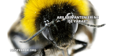 Arıların Antenleri Ne İşe Yarar?