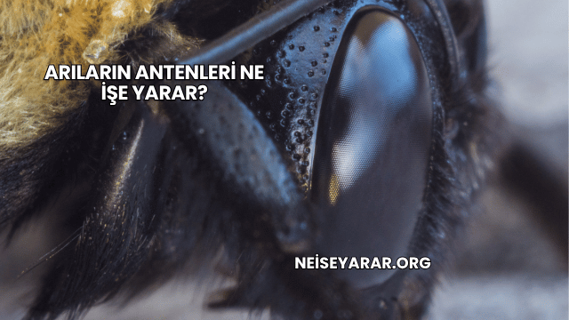 Arıların Antenleri Ne İşe Yarar?