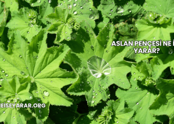 Aslan Pençesi Ne İşe Yarar?