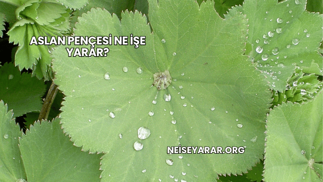 Aslan Pençesi Ne İşe Yarar?