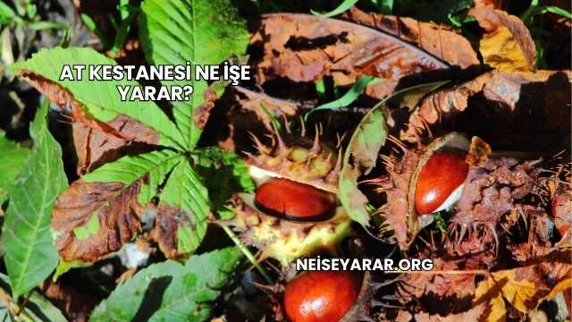 At Kestanesi Ne İşe Yarar?
