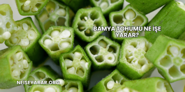 Bamya Tohumu Ne İşe Yarar?