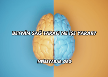 Beynin Sağ Tarafı Ne İşe Yarar?