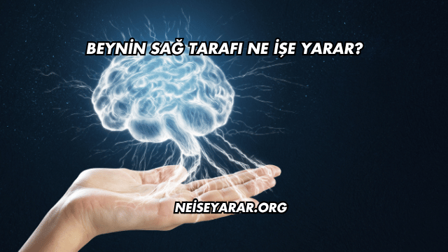 Beynin Sağ Tarafı Ne İşe Yarar?