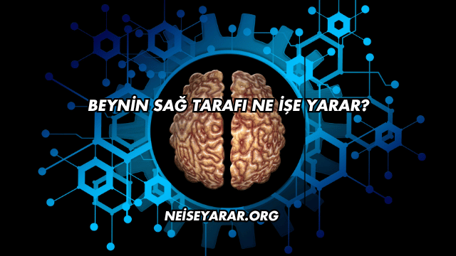 Beynin Sağ Tarafı Ne İşe Yarar?