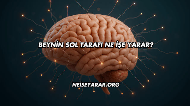 Beynin Sol Tarafı Ne İşe Yarar?
