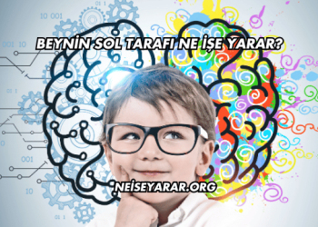 Beynin Sol Tarafı Ne İşe Yarar?