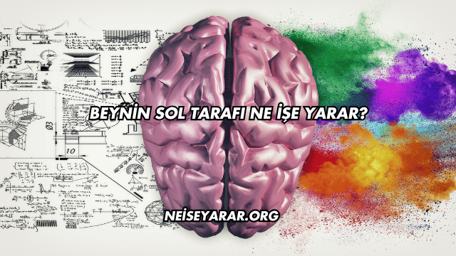 Beynin Sol Tarafı Ne İşe Yarar?