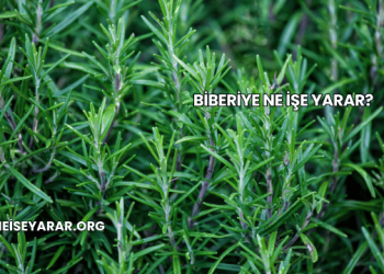 Biberiye Ne İşe Yarar?