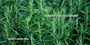 Biberiye Ne İşe Yarar?