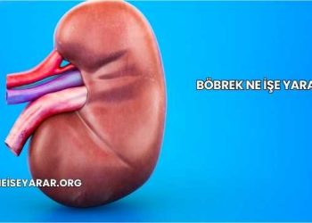 Böbrek Ne İşe Yarar?