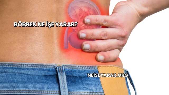 Böbrek Ne İşe Yarar?