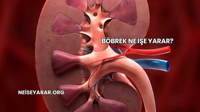 Böbrek Ne İşe Yarar?