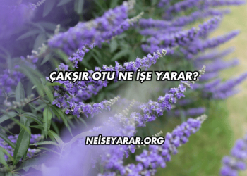Çakşır Otu Ne İşe Yarar?