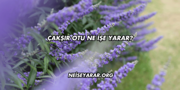 Çakşır Otu Ne İşe Yarar?