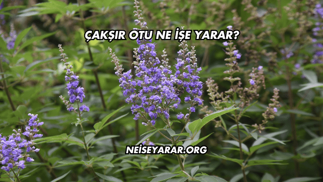 Çakşır Otu Ne İşe Yarar?