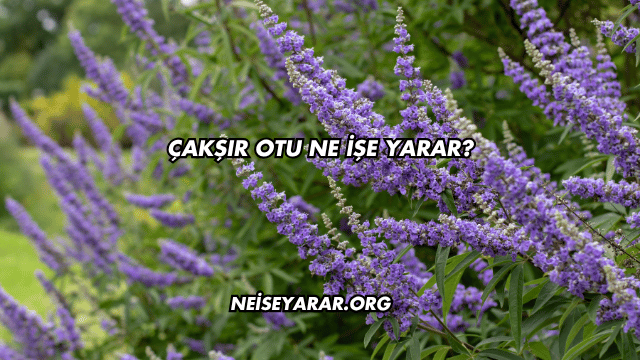 Çakşır Otu Ne İşe Yarar?