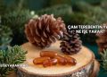 Çam Terebentin Yağı Ne İşe Yarar?