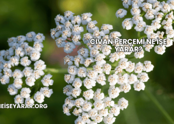 Civan Perçemi Ne İşe Yarar?