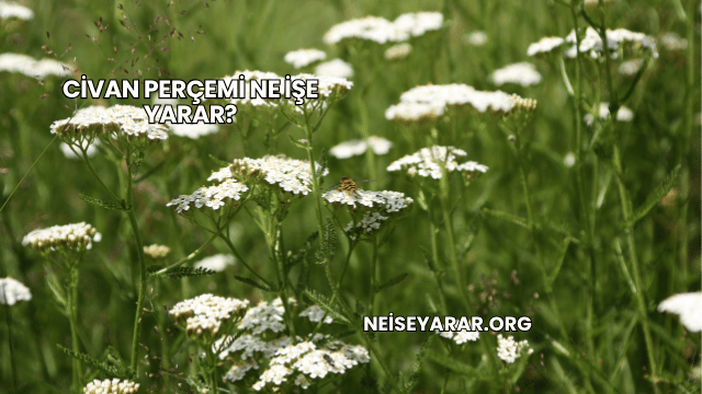 Civan Perçemi Ne İşe Yarar?