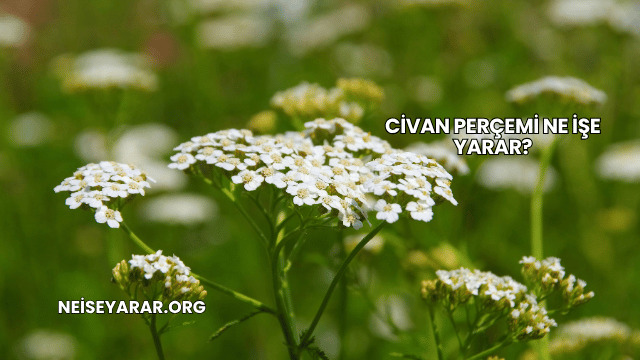 Civan Perçemi Ne İşe Yarar?