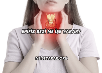 Epifiz Bezi Ne İşe Yarar?