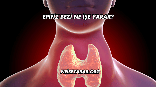 Epifiz Bezi Ne İşe Yarar?