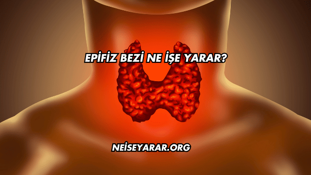 Epifiz Bezi Ne İşe Yarar?