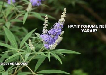 Hayıt Tohumu Ne İşe Yarar?