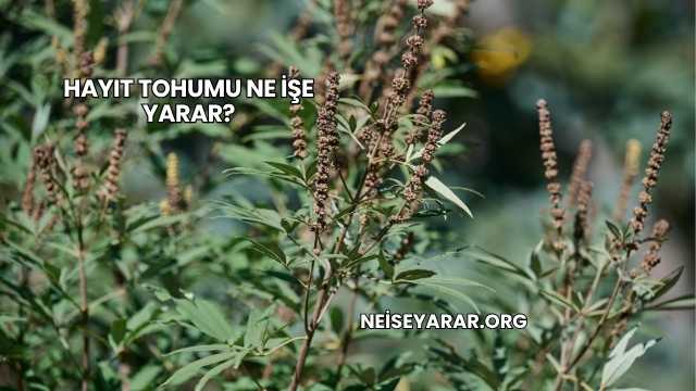 Hayıt Tohumu Ne İşe Yarar?